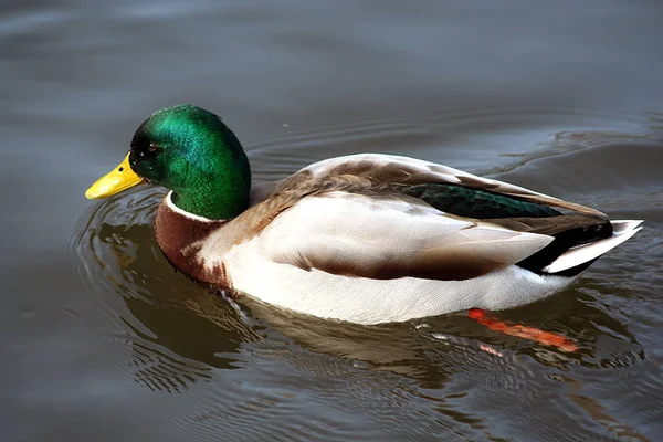 Aussichtsreiche Aussicht Auf Süße Stockente Der Natur — Stockfoto