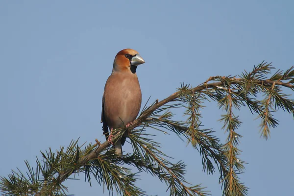 Schilderachtig Uitzicht Van Mooie Schattige Vink Vogel — Stockfoto