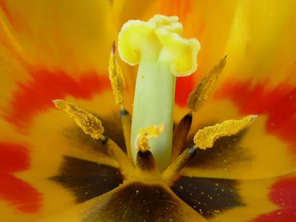 Fiori Tulipano Petali Flora Primaverile — Foto Stock