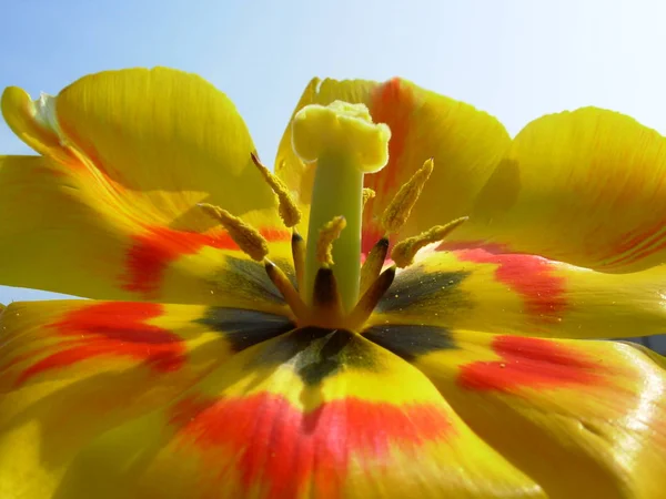Flores Flor Tulipán Pétalos Flora Primavera —  Fotos de Stock