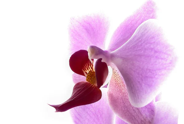 Orkide Çiçek Yaprakları — Stok fotoğraf