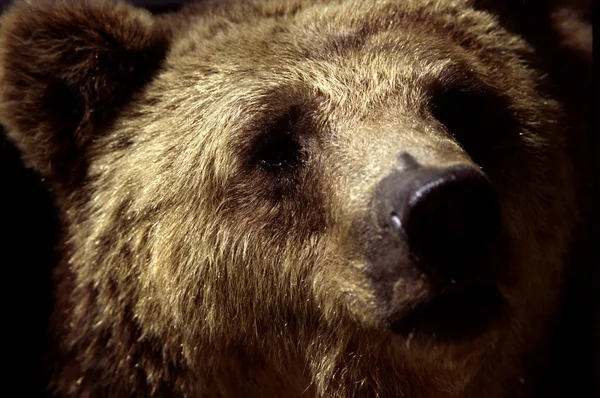Faunę Niedźwiedzie Brunatne Dzikie Zwierzęta — Zdjęcie stockowe