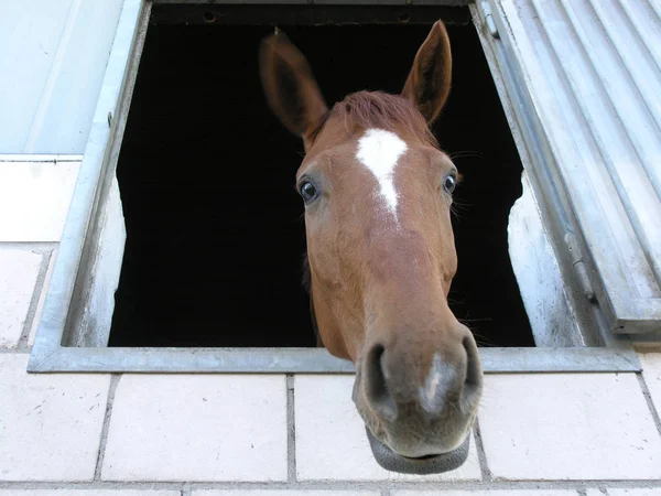 Dal Vonal Sokat Nekem Spontán Rózsaszín Floyd Ezen Lovak Kép — Stock Fotó