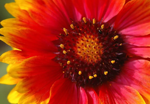 Schöne Blumen Blumiges Konzept Hintergrund — Stockfoto