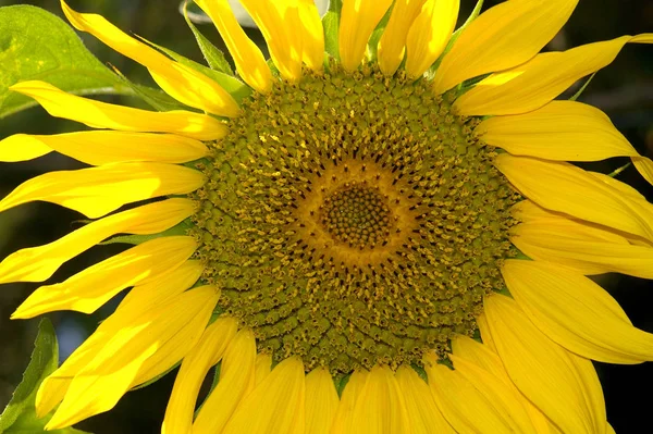 Piękne Botaniczne Ujęcie Naturalna Tapeta — Zdjęcie stockowe