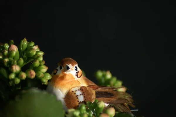 Vista Panorámica Hermoso Pájaro Naturaleza — Foto de Stock