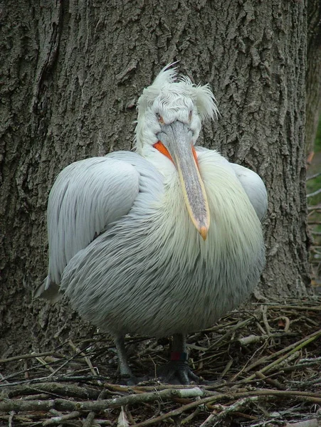 Oiseau Pélican Long Bec — Photo