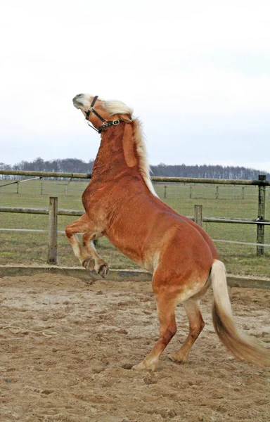 Abbastanza Grande Così Cavallo Due Gambe — Foto Stock