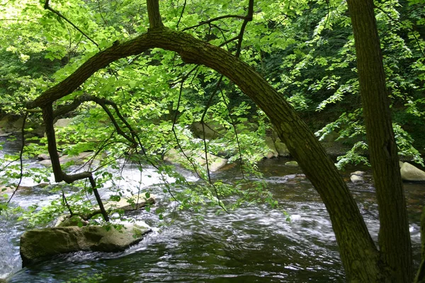 Harz Daki Içki Dükkanı — Stok fotoğraf