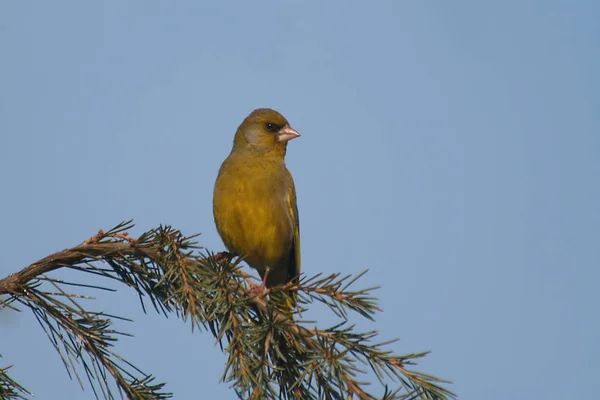 Vue Panoramique Bel Oiseau Nature — Photo