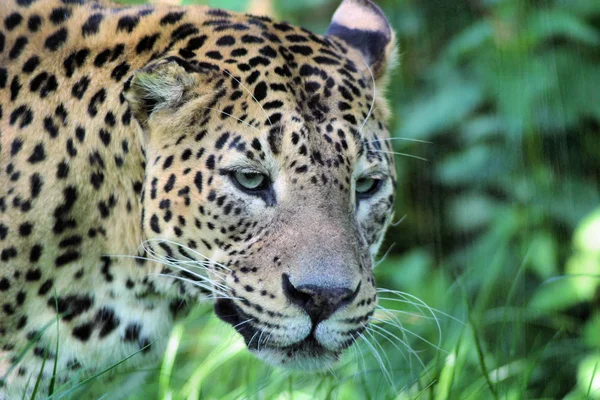 Jaguar Cazador Gato Grande Animal Salvaje — Foto de Stock