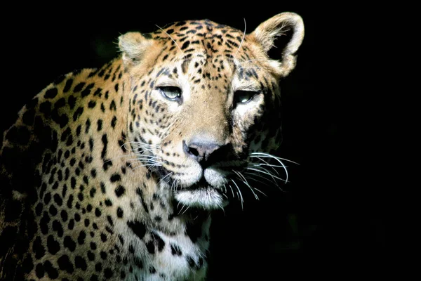 Jaguar Jäger Raubkatze Wildtier — Stockfoto
