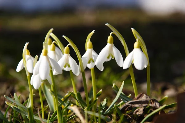 Branco Primavera Pequeno Snowdrop Flores Galanthus Nivalis — Fotografia de Stock
