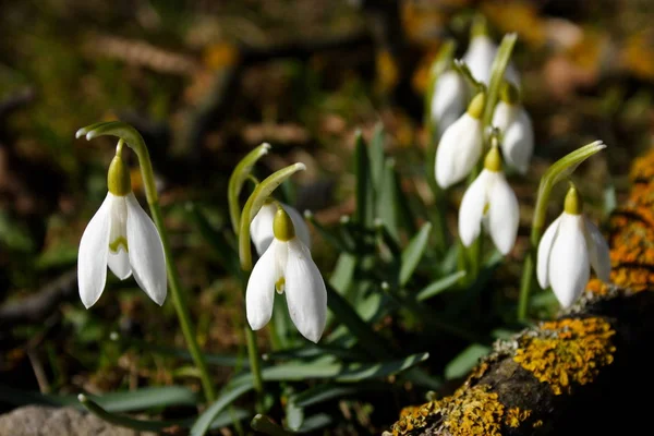 Flores Brancas Gota Neve Primavera Flora — Fotografia de Stock