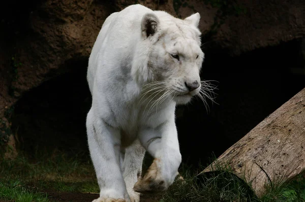 Encerramento Animais Jardim Zoológico — Fotografia de Stock