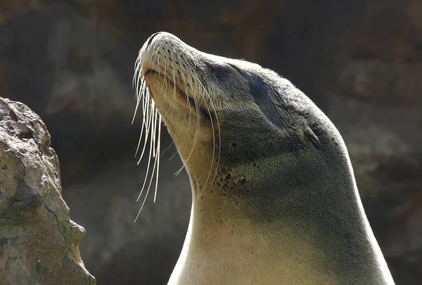 Tatlı Deniz Aslanı Deniz Hayvanı — Stok fotoğraf