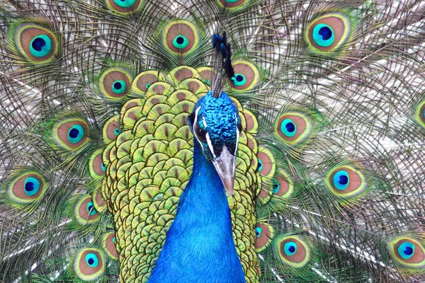 Pássaro Pavão Penas Fauna — Fotografia de Stock