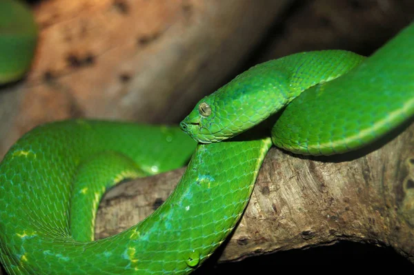 Vista Panorámica Serpiente Peligrosa Majestuosa —  Fotos de Stock