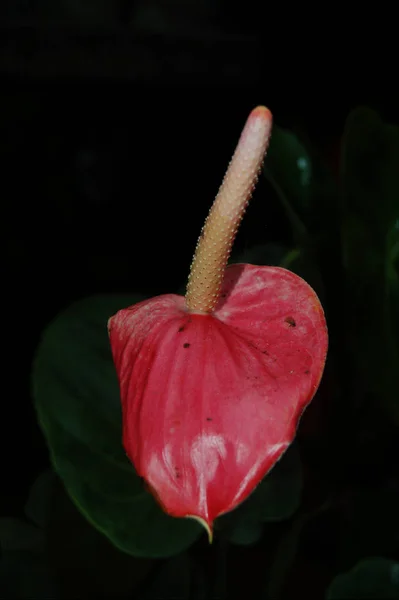 Krásný Botanický Záběr Přírodní Tapety — Stock fotografie