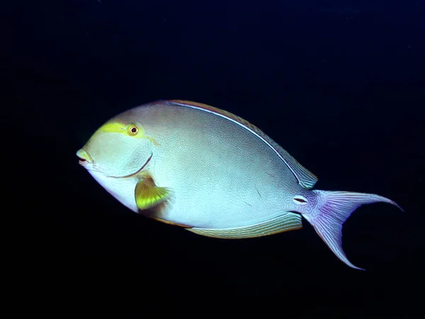 Épave Liberté Tulamben Bali Indosnesien — Photo