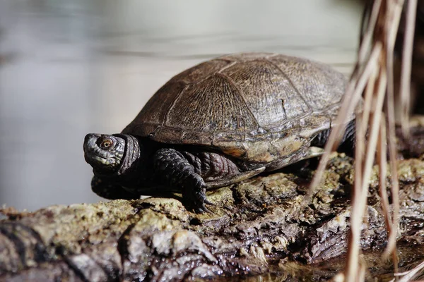 Tropiska Sköldpaddor Reptiler — Stockfoto