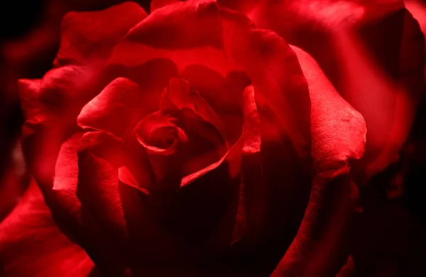 Červená Růže Květina Krása — Stock fotografie