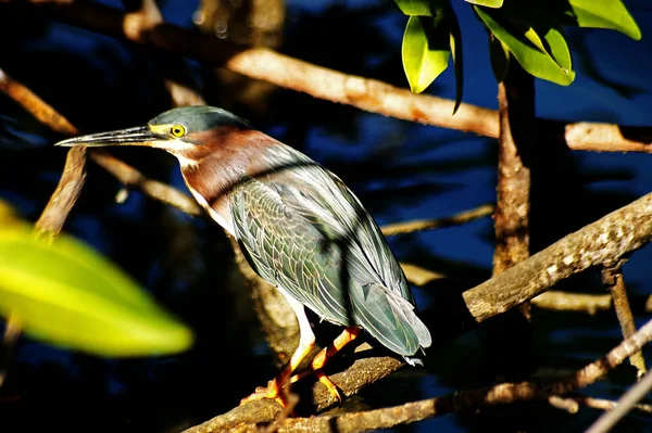 自然の中でのヘロン鳥の景観 — ストック写真