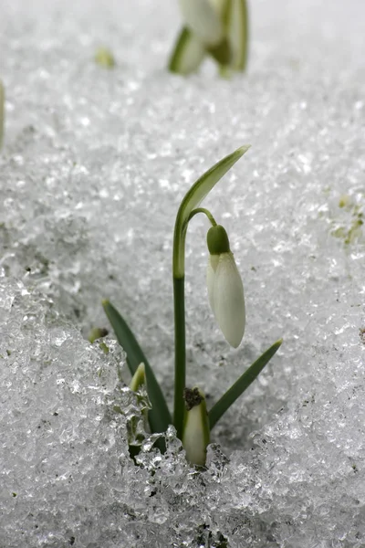 Flores Nieve Primavera Flora —  Fotos de Stock