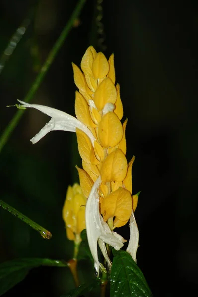 Fleurs Jaunes Pétales Flore Feuillage — Photo