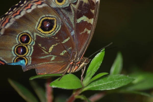 Closeup View Beautiful Colorful Butterfly — Stock Photo, Image