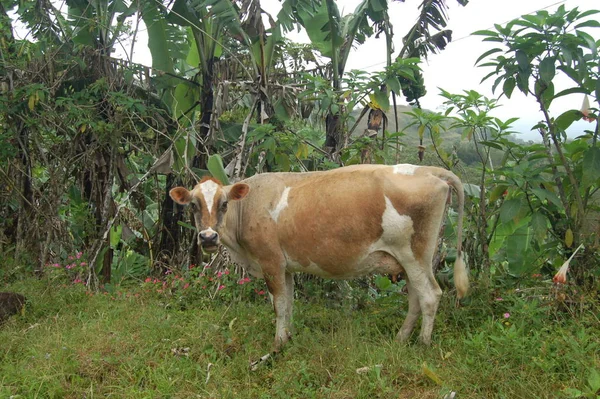 Vacas Adoram Palmeiras — Fotografia de Stock