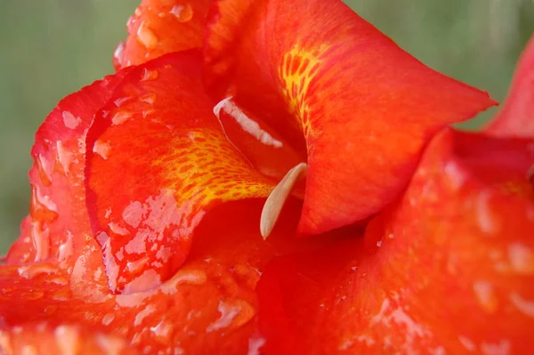 Czerwone Płatki Kwiatów Flora Botanika — Zdjęcie stockowe