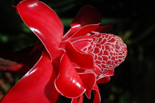 Vacker Botanisk Skott Naturliga Tapeter — Stockfoto