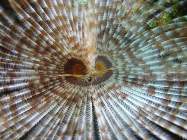 Marine Thema Tapete Tageslicht Aufnahme — Stockfoto