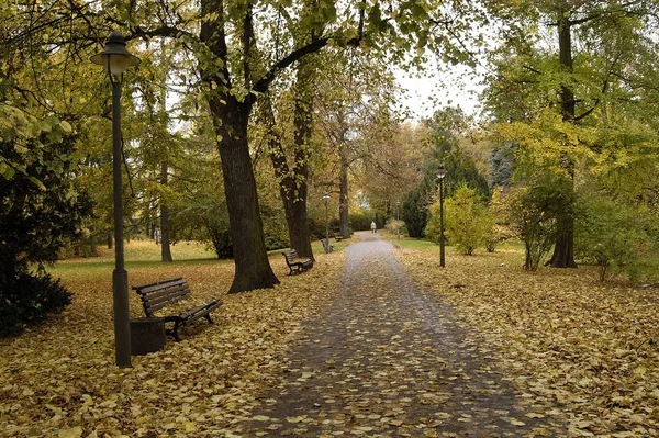 Bellissimo Scenario Della Foresta — Foto Stock