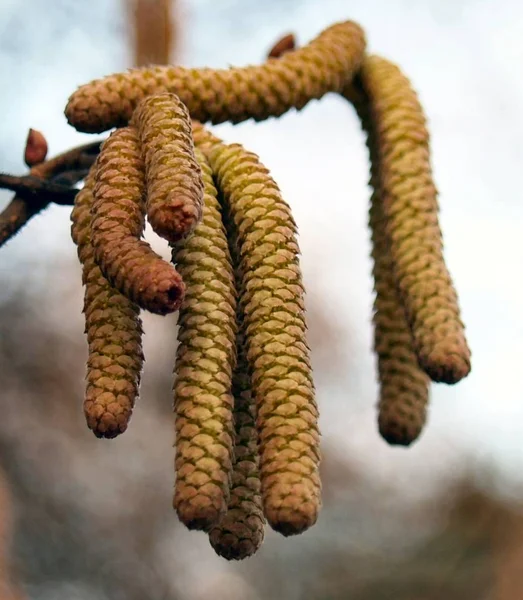 Schöne Botanische Aufnahme Natürliche Tapete — Stockfoto