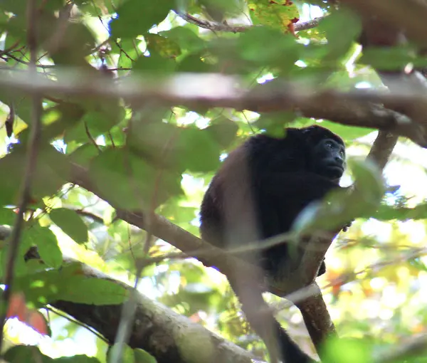 Monos Simios Animales Primarios —  Fotos de Stock