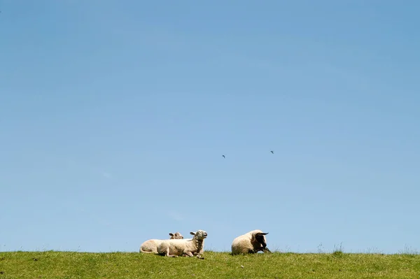 Als Landbouwhuisdier Gehouden Schapen Grasland — Stockfoto