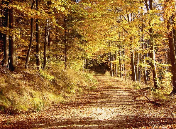 Podzimní Les Podzimní Období Listí — Stock fotografie