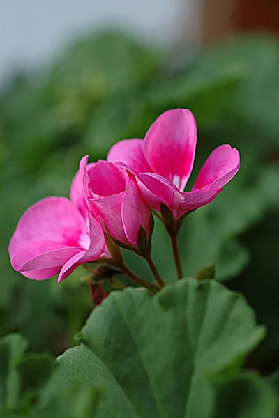 Piękne Botaniczne Ujęcie Naturalna Tapeta — Zdjęcie stockowe