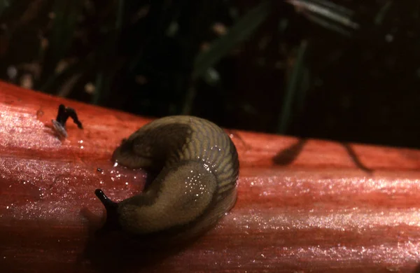 Lumaca Creatura Elica Mollusco — Foto Stock