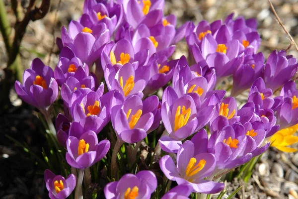 Purple Crocuses Spring Flowers Petals — Stock Photo, Image