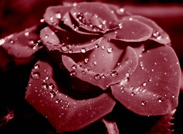 ดอกไม สวยงาม นหล งแนวค ดดอกไม — ภาพถ่ายสต็อก