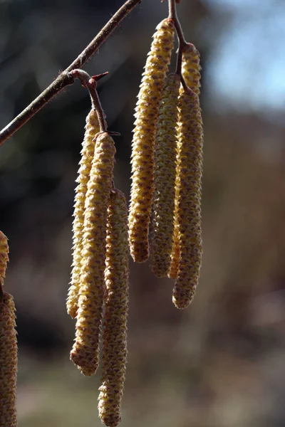 Vacker Botanisk Skott Naturliga Tapeter — Stockfoto