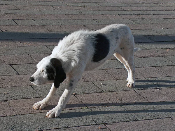 Porträt Eines Süßen Hundes — Stockfoto