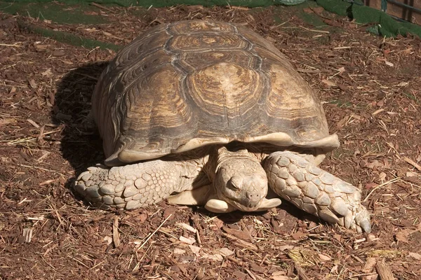 Schildkrötenreptil Tierwesen — Stockfoto