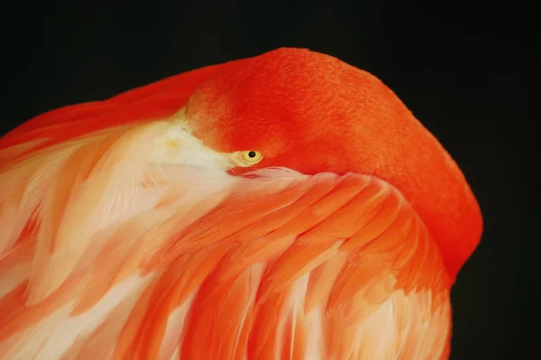 yea,how long it may take up all the birds again allowed into the open? how boring is the current stable duty,shows us this flamingo