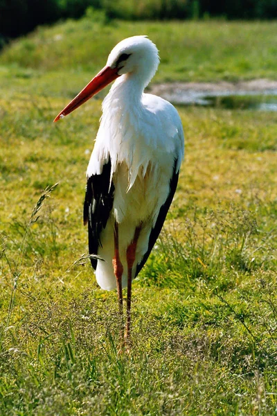 Uma Vez Que Estes Baixos Stork Pouco Mais Velho Esta — Fotografia de Stock