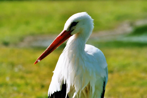 Vista Panorámica Hermoso Pájaro Cigüeña Naturaleza —  Fotos de Stock