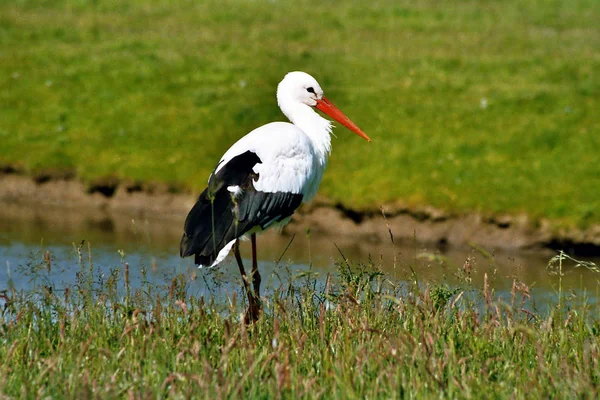 Pittoresker Vogel Themenschuss — Stockfoto